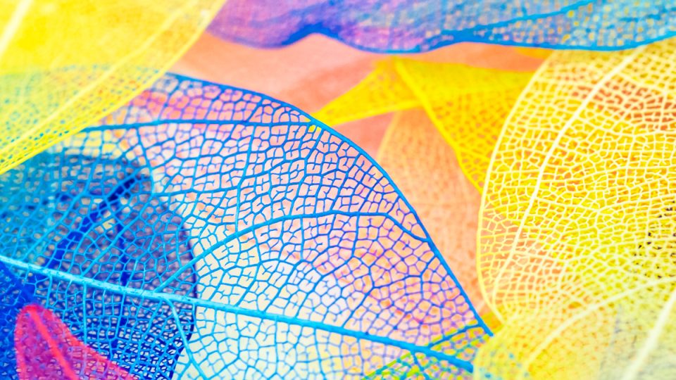 An assortment of leaf skeletons
