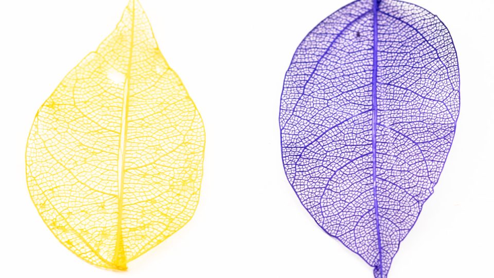 Leaf skeletons